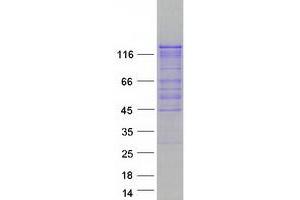 Western Blotting (WB) image for Autophagy/beclin-1 Regulator 1 (AMBRA1) protein (Myc-DYKDDDDK Tag) (ABIN2714648)