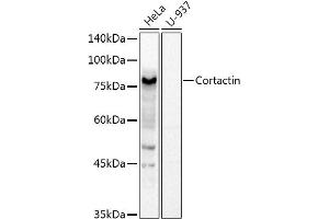 Western blot analysis of extracts of various cell lines, using Cortactin Rabbit pAb antibody (ABIN6127722, ABIN6139243, ABIN6139244 and ABIN6221478) at 1:1000 dilution. (Cortactin Antikörper  (AA 214-513))