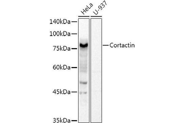 Cortactin anticorps  (AA 214-513)