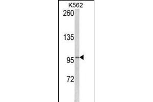 Western blot analysis of LPIN2 Antibody (Center) (ABIN652523 and ABIN2842351) in K562 cell line lysates (35 μg/lane). (Lipin 2 Antikörper  (AA 262-288))