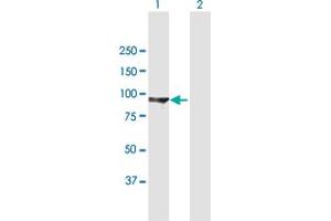 Western Blot analysis of DLG3 expression in transfected 293T cell line by DLG3 MaxPab polyclonal antibody. (DLG3 Antikörper  (AA 1-817))