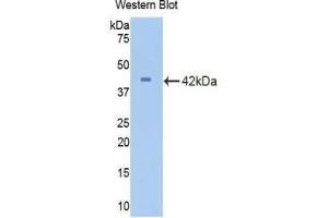 Western blot analysis of recombinant Mouse CDK2. (CDK2 Antikörper  (AA 5-346))