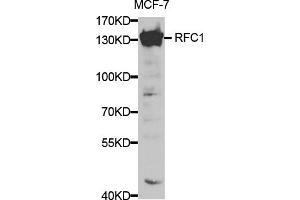 Western blot analysis of extracts of MCF-7 cells, using RFC1 antibody. (RFC1 Antikörper)