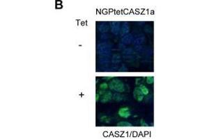 Immunofluorescence results of Rabbit Anti-CASZ1 Antibody. (CASZ1 Antikörper  (Internal Region))