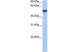 Western Blotting (WB) image for anti-Methionyl Aminopeptidase 2 (METAP2) antibody (ABIN2463504) (METAP2 Antikörper)