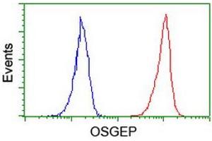Image no. 3 for anti-O-Sialoglycoprotein Endopeptidase (OSGEP) (AA 1-335) antibody (ABIN1490751)