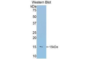 Western Blotting (WB) image for anti-RalA Binding Protein 1 (RALBP1) (AA 403-499) antibody (ABIN1860398) (RALBP1 Antikörper  (AA 403-499))