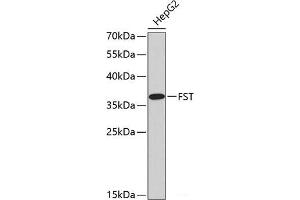 Western blot analysis of extracts of HepG2 cells using FST Polyclonal Antibody.