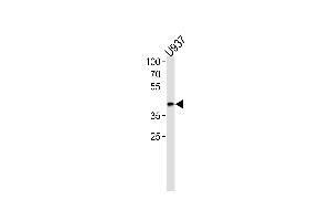 OL1-BH3 Domain Antibody 7361a western blot analysis in  cell line lysates (35 μg/lane). (APOL1 Antikörper  (AA 137-171))