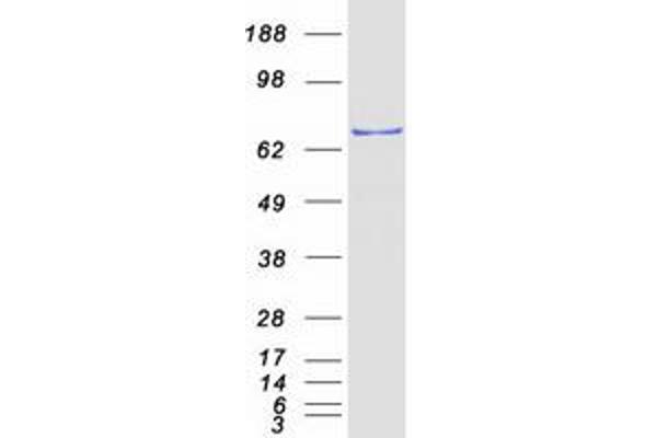 NLRP10 Protein (Myc-DYKDDDDK Tag)