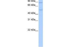 ALDH1L1 antibody used at 0. (ALDH1L1 Antikörper  (Middle Region))
