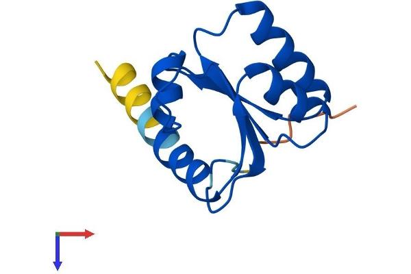 RPL30 Protein (AA 1-115) (His tag)