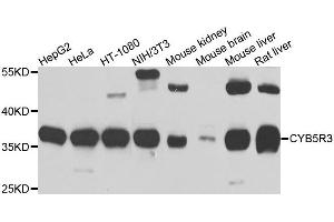 Western blot analysis of extracts of various cells, using CYB5R3 antibody. (CYB5R3 Antikörper)