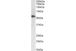 ABIN5539740 (1µg/ml) staining of Human Testes lysate (35µg protein in RIPA buffer). (LCAT Antikörper  (AA 366-378))