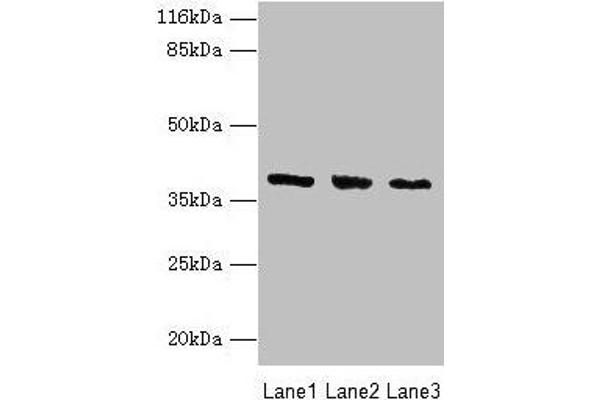 GALE antibody  (AA 1-348)