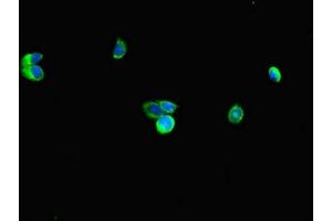 Immunofluorescent analysis of HepG2 cells using ABIN7151194 at dilution of 1:100 and Alexa Fluor 488-congugated AffiniPure Goat Anti-Rabbit IgG(H+L) (RNF4 Antikörper  (AA 1-103))