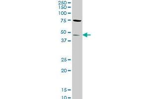 STK32C antibody  (AA 1-369)