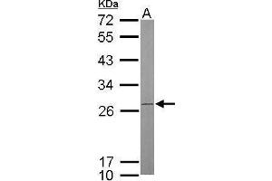 WB Image Sample (50 ug of whole cell lysate) A: mouse brain 12% SDS PAGE antibody diluted at 1:500 (ATP Synthase B1 (Center) Antikörper)