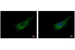 ICC/IF Image Pleckstrin antibody [C2C3], C-term detects PLEK protein at cytoplasm by immunofluorescent analysis. (Pleckstrin Antikörper  (C-Term))