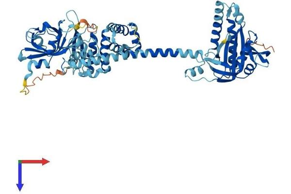 GUCY1B3 Protein (AA 1-619) (His tag)
