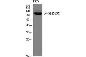 Western Blot (WB) analysis of L929 using p-HSL (S855) antibody. (LIPE Antikörper  (pSer855))