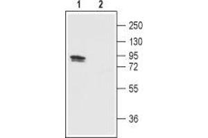 Western blot analysis of TRPV1 in rat DRG: - 1. (TRPV1 Antikörper  (3rd Extracellular Loop, Cys616))