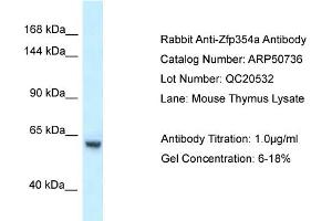 WB Suggested Anti-Zfp354a Antibody   Titration: 1. (ZNF354A Antikörper  (C-Term))