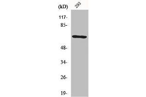 Western Blot analysis of 293 cells using PAF65α Polyclonal Antibody (TAF6L Antikörper  (N-Term))
