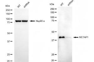 Western blotting analysis using METAP1 antibody (ABIN7799383).