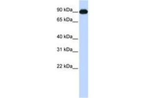 Image no. 1 for anti-Melanoma Inhibitory Activity Protein 2 (MIA2) (C-Term) antibody (ABIN6743463) (MIA2 Antikörper  (C-Term))
