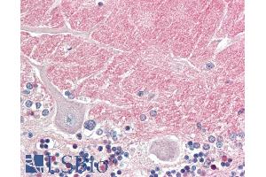 ABIN5539512 (5µg/ml) staining of paraffin embedded Human Cerebellum. (Contactin 1 Antikörper  (Internal Region))
