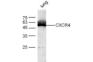 Mouse lung lysates probed with Anti-CXCR4 Polyclonal Antibody  at 1:5000 for 90 min at 37˚C. (CXCR4 Antikörper  (AA 201-294))