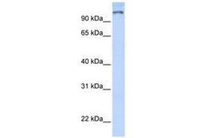 Image no. 1 for anti-Poly (ADP-Ribose) Polymerase Family, Member 9 (PARP9) (AA 144-193) antibody (ABIN6740354) (PARP9 Antikörper  (AA 144-193))