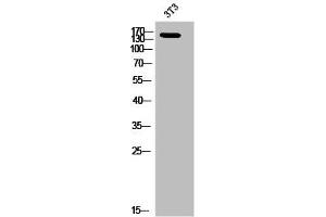 Western Blot analysis of 3T3 cells using Phospho-Ron (S1394) Polyclonal Antibody (MST1R Antikörper  (pSer1394))