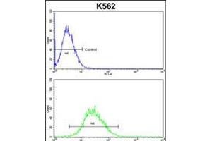 Flow cytometric analysis of k562 cells (bottom histogram) compared to a negative control cell (top histogram). (EN2 Antikörper  (C-Term))