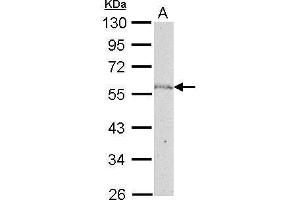 WB Image NUP50 antibody [C3], C-term detects NUP50 protein by Western blot analysis. (NUP50 Antikörper  (C-Term))