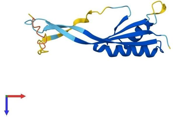 POP7 Protein (AA 1-140) (His tag)