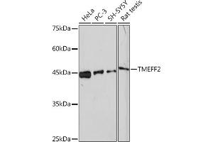 Western blot analysis of extracts of various cell lines, using TMEFF2 Rabbit mAb (ABIN1682727, ABIN3018560, ABIN3018561 and ABIN7101627) at 1:1000 dilution. (TMEFF2 Antikörper)