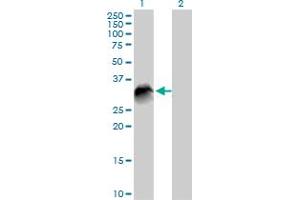 Western Blotting (WB) image for anti-Vesicle Transport through Interaction with T-SNAREs Homolog 1B (VTI1B) (AA 1-232) antibody (ABIN523901)
