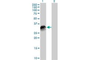 Western Blot analysis of VTI1B expression in transfected 293T cell line by VTI1B MaxPab polyclonal antibody. (VTI1B Antikörper  (AA 1-232))