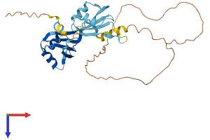 HNRPDL Protein (AA 1-301) (His tag)