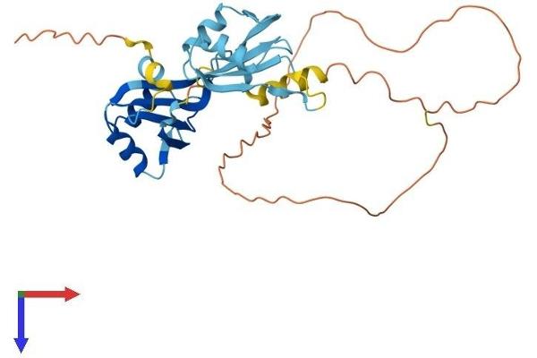 HNRPDL Protein (AA 1-301) (His tag)
