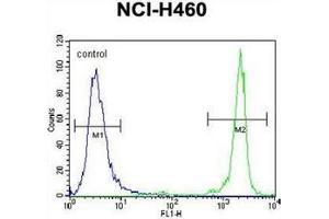 Flow cytometric analysis of NCI-H460 cells using GDF15 Antibody (N-term) Cat. (GDF15 Antikörper  (N-Term))