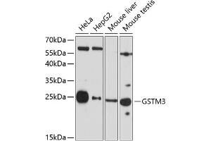 Western blot analysis of extracts of various cell lines, using GSTM3 antibody (ABIN6131967, ABIN6141470, ABIN6141471 and ABIN6223605) at 1:3000 dilution. (GSTM3 Antikörper  (AA 101-225))