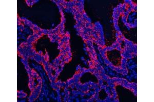 IF analysis of TMPRSS13 using anti-TMPRSS13 antibody (ABIN7599797). (TMPRSS13 Antikörper  (AA 118-572))