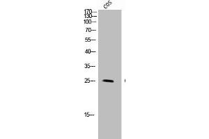 Western Blot analysis of COS-7 cells using GPR40 Polyclonal Antibody (FFAR1 Antikörper  (Internal Region))