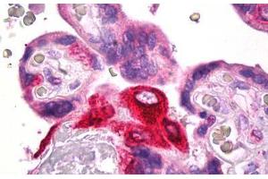 Anti-PTGES antibody IHC staining of human placenta.