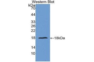 Western Blotting (WB) image for anti-Interleukin 24 (IL24) (AA 51-206) antibody (ABIN1175466) (IL-24 Antikörper  (AA 51-206))
