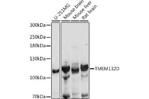 Western blot analysis of extracts of various cell lines, using TMEM132D antibody (ABIN7270954) at 1:1000 dilution. (TMEM132D Antikörper  (AA 730-915))