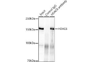 Immunoprecipitation analysis of 300 μg extracts of HeLa cells using 3 μg HD antibody (ABIN7267711). (HDAC6 Antikörper)